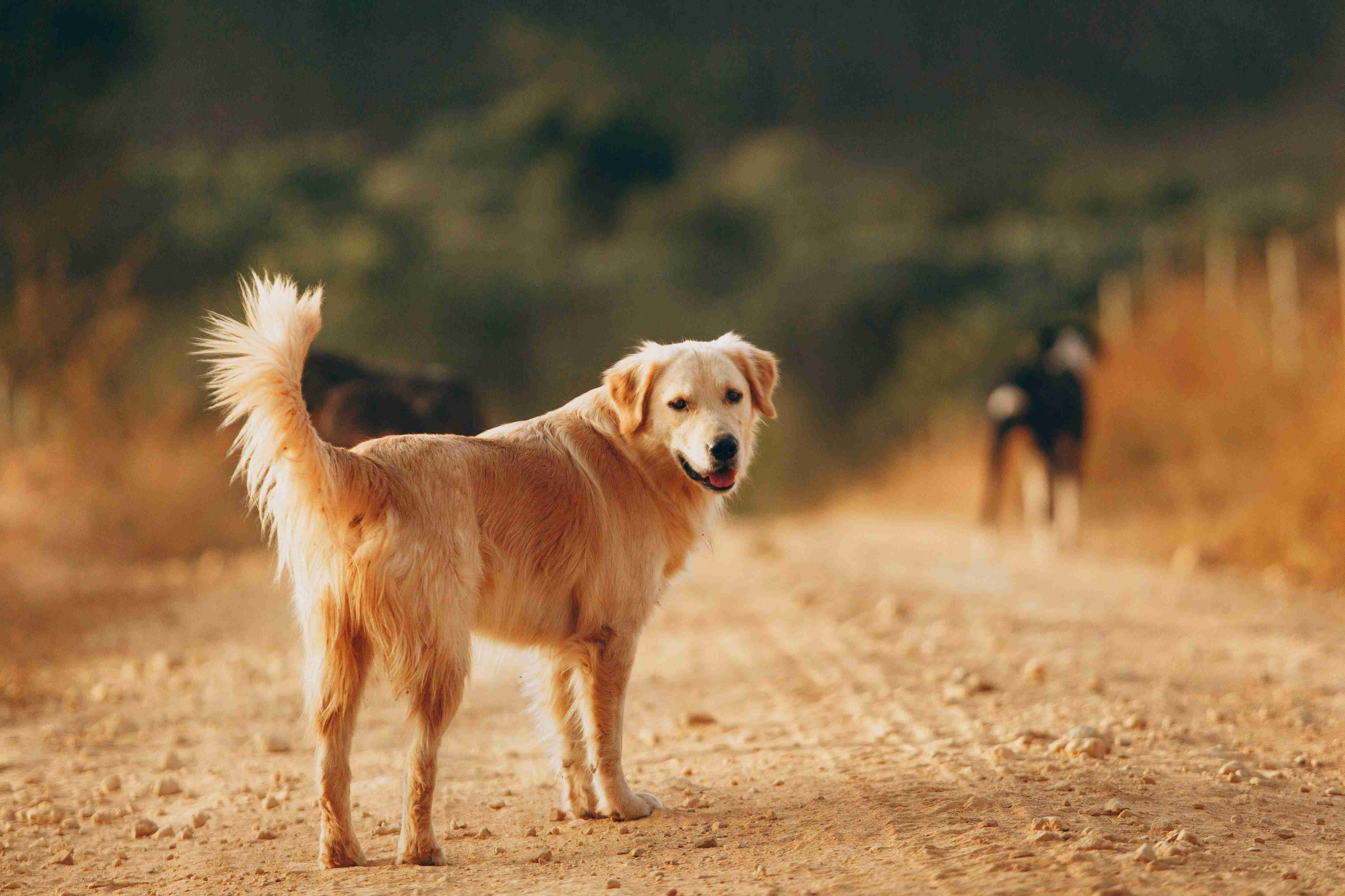 What are some signs of respiratory issues in Golden Retrievers?